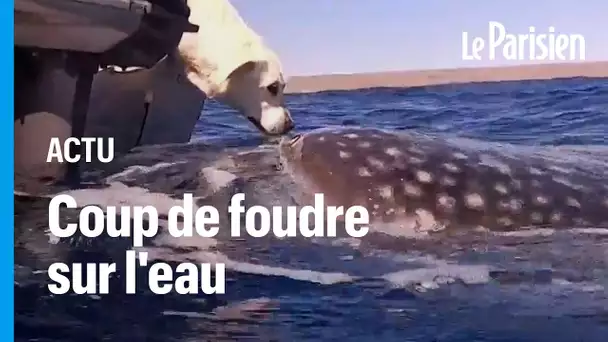 Australie : l'incroyable rencontre entre une chienne et un requin-baleine