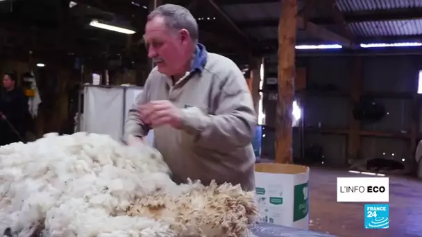Pénurie de main d’œuvre pour la tonte des moutons en Australie