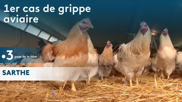 Sarthe : 1er cas de grippe aviaire
