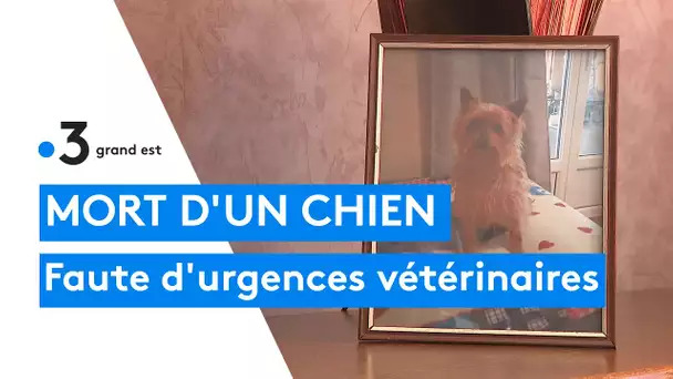 Mort d'un chien faute de continuité des soins vétérinaires en cas d'urgence