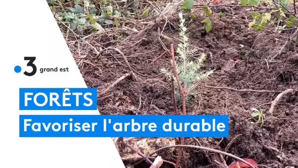 Reboiser les forêts de facon durable : exemple à Ligny en Barrois