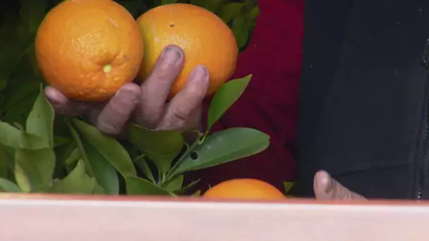 Ain. Les oranges XXL de François