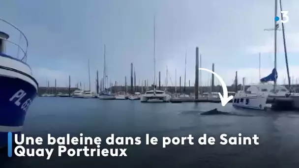 Une baleine dans le port de Saint Quay Portrieux