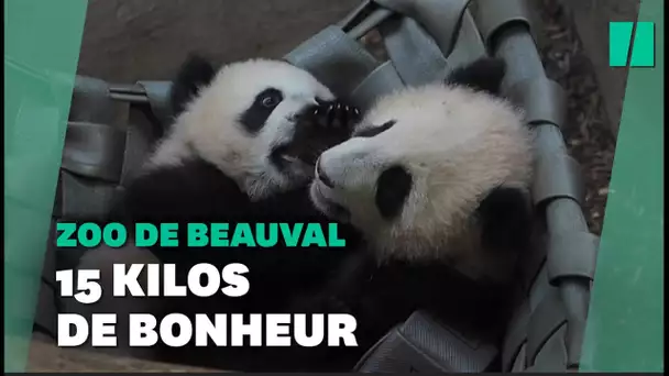 Les jumelles pandas du zoo de Beauval effectuent leurs premières sorties