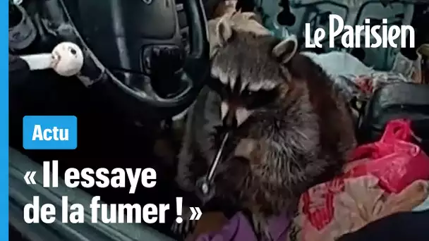Un raton laveur jouant avec une pipe à « meth » filmé lors d'un contrôle routier lunaire