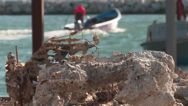 Ad'oc : Des huîtres du bassin de Thau transformées en béton par la société Seacure