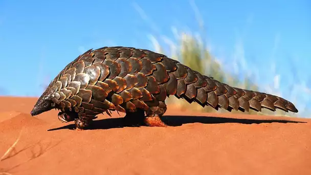 Pangolin : l&#039;animal le plus braconné du monde - ZAPPING SAUVAGE