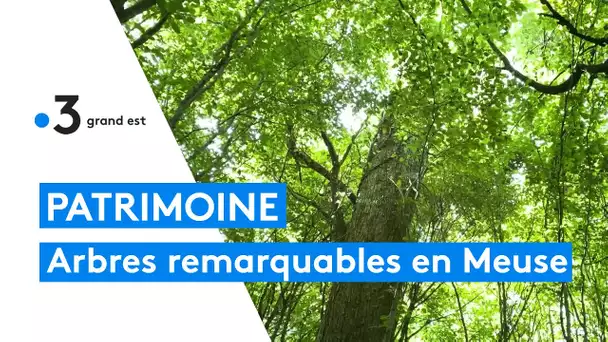 Trois arbres remarquables en Meuse