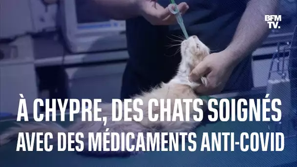 À Chypre, les chats sont soignés avec des médicaments contre le Covid-19