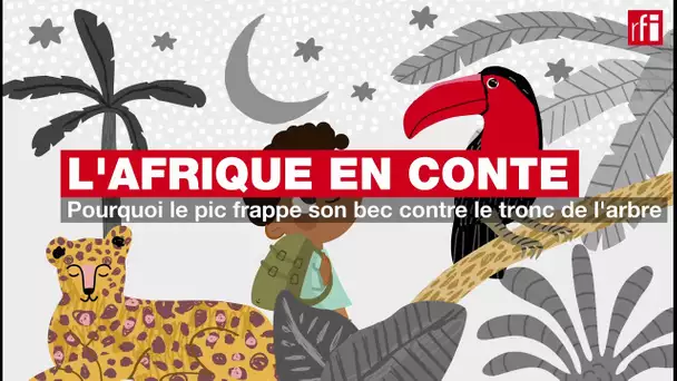 #Podcast #Afriqueencontes - Pourquoi le pic frappe son bec contre le tronc de l'arbre