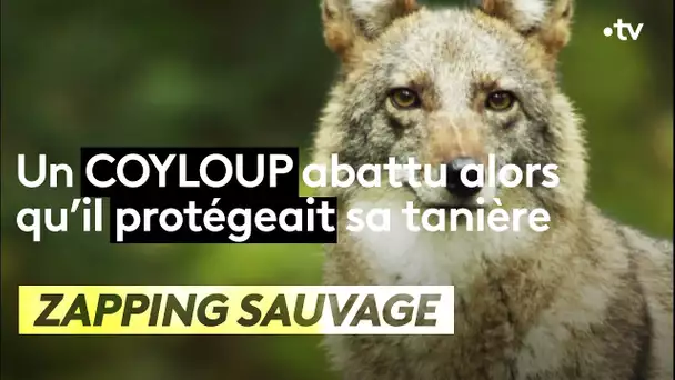 Un coyloup abattu alors qu’il protégeait sa tanière - ZAPPING SAUVAGE