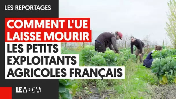 COMMENT L'UE LAISSE MOURIR LES PETITS EXPLOITANTS AGRICOLES FRANÇAIS