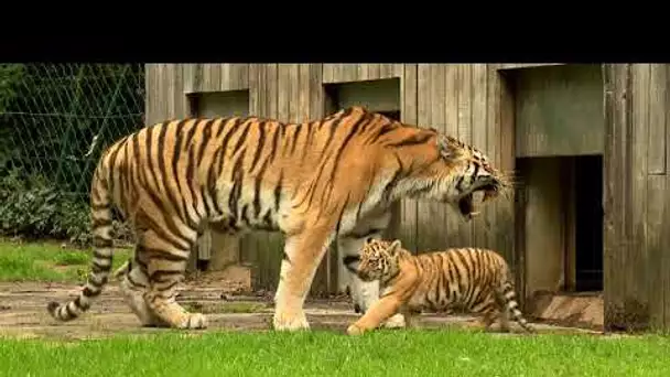 Deux bébés tigres sont nés au zoo de la Bourbansais près de saint-Malo