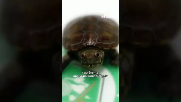 La plus petite tortue au monde en voie de disparition