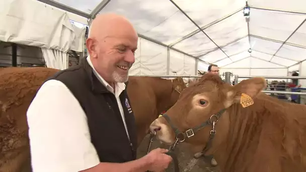 L'incroyable concours de la vache la plus chère d'Europe