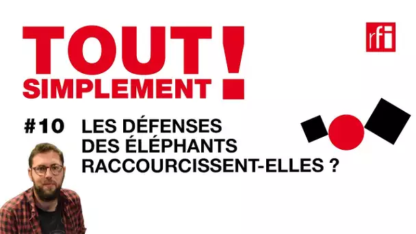 Les défenses des éléphants raccourcissent-elles ? - Tout simplement! #10