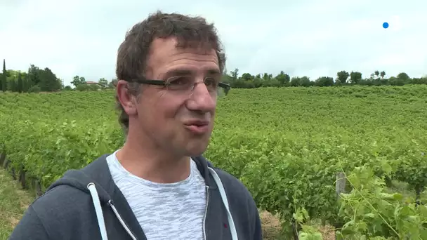 Le vignoble de Gaillac frappé par de violents orages