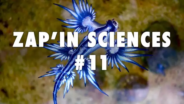 Zap'In Sciences #11 - L'Esprit Sorcier