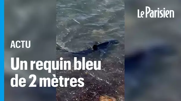 Un requin bleu aperçu dans le Var