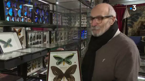 L'extraordinaire collection de papillons d'un lépidoptérophile proposée aux enchères à Bordeaux