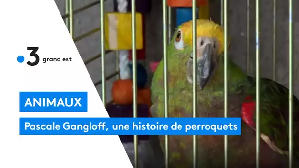 Pascale Gangloff, une histoire de perroquets