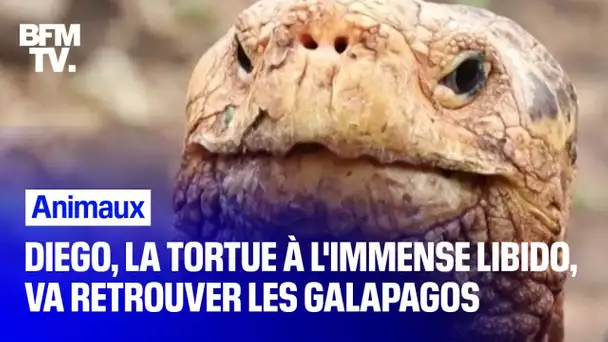 Diego, la tortue à l’immense libido, va retrouver les îles Galápagos