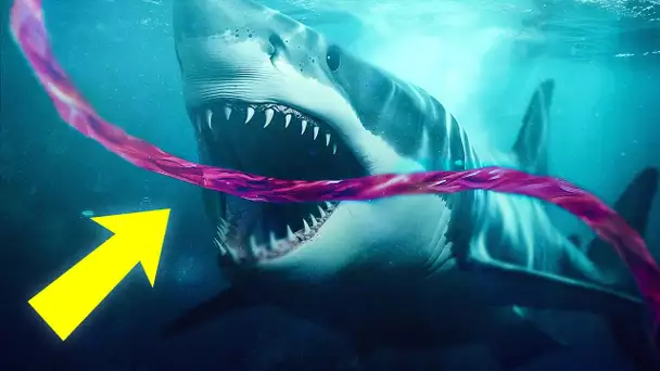 Pourquoi les requins attaquent-ils les câbles Internet sous-marins ?