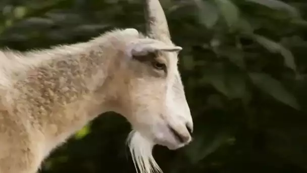 Une chèvre sert de guide à un cheval aveugle - ZAPPING SAUVAGE