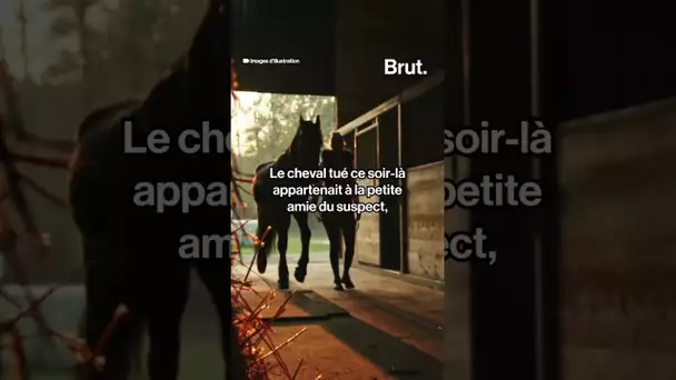 Voici ce que l’on sait sur l’homme suspecté d’avoir tué et mutilé des chevaux autour du Havre