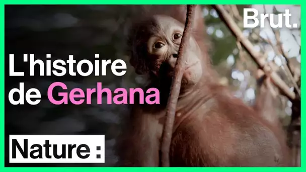 L'histoire de Gerhana, petit orang-outan orphelin miraculé