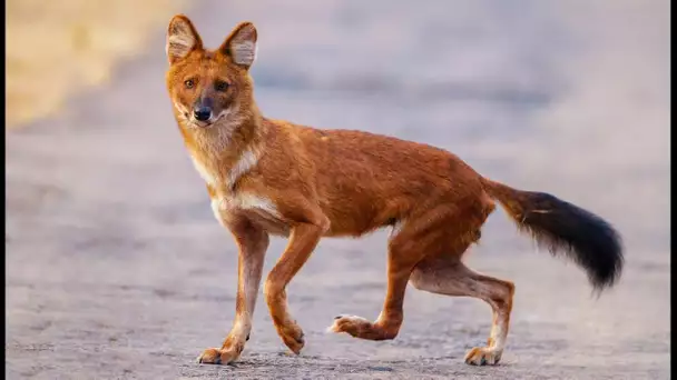 Le chien d&#039;Asie pisse sur les deux pattes avant - ZAPPING SAUVAGE