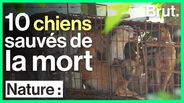 Cambodge : des chiens libérés d'un abattoir par Four Paws