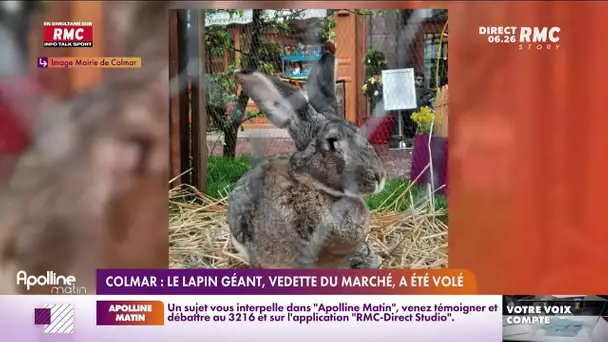 Le lapin géant de Colmar a été volé !