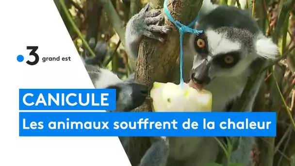 Canicule : les animaux souffrent, eux aussi, de la chaleur.