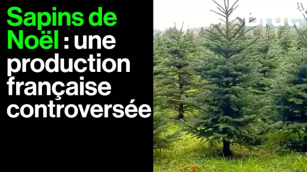 Sapins de Noël : une production française controversée