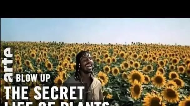 Vous connaissez The Secret Life of Plants, musique de Stevie Wonder ? - Blow Up - ARTE