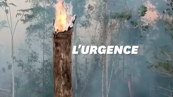 Au Brésil, les incendies de la forêt amazonienne ont augmenté de 19,5%