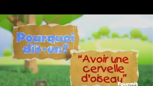 Pourquoi dit-on : avoir une cervelle d'oiseau ?
