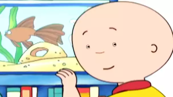 Caillou et le Poisson D'aquarium | Caillou en Français