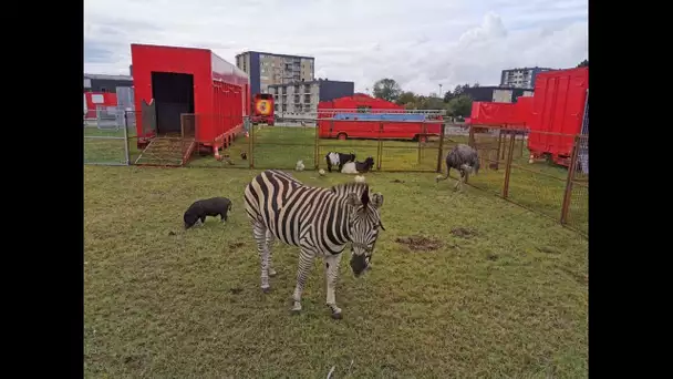 Fécamp : la fin progressive des animaux sauvages fait polémique