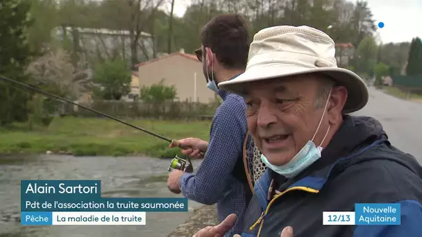 Charente : hécatombe chez les truites sauvages attaquées par la saprolégniose, la pêche restreinte