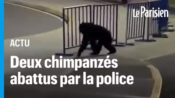 Colombie : Pancho et Chita, deux chimpanzés échappés d’un zoo, abattus par la police