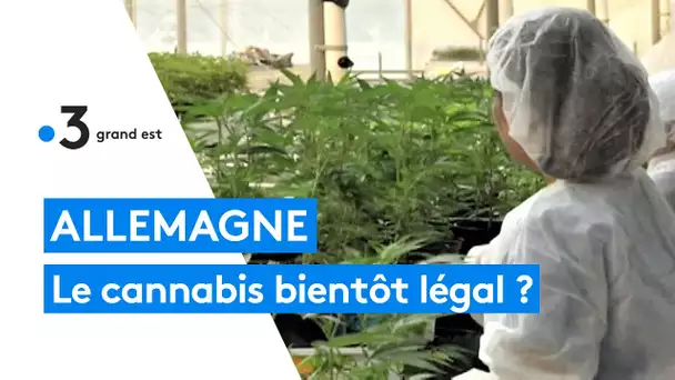 Allemagne : vers une légalisation du cannabis récréatif ?