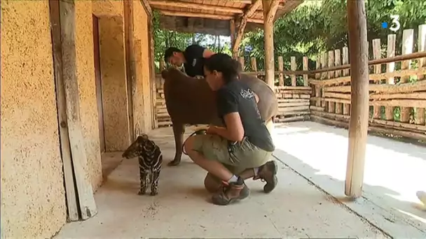 Baby boom au zoo d&#039;Amnéville