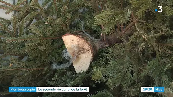 Sapin de Noël : le conserver, le recycler ou s’en débarrasser ?