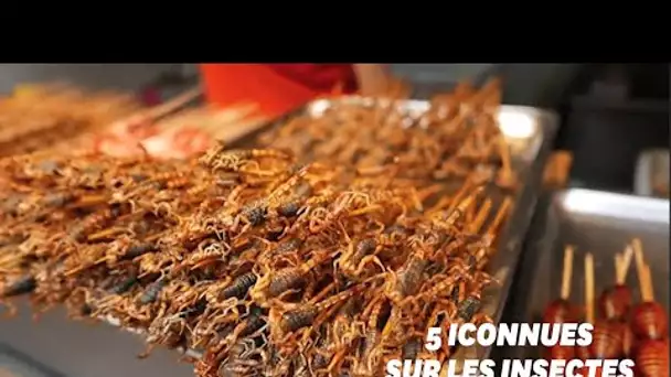 5 inconnues sur la consommation d'insectes