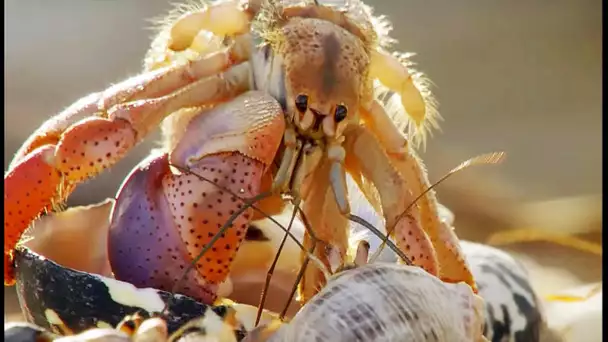 FOU : Des bernard-l&#039;hermites échangent de coquilles - ZAPPING SAUVAGE