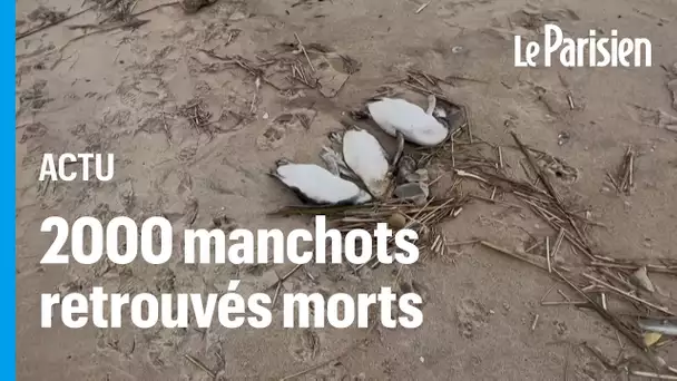 Près de 2000 manchots retrouvés morts en Uruguay pour une raison inconnue