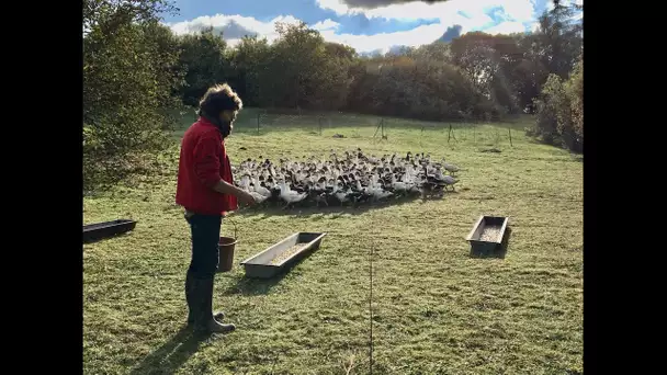 Lot : un éleveur de canards en plein air refuse de confiner ses volailles