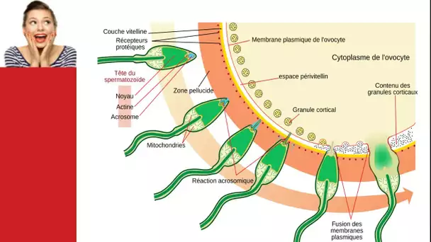 infertilité masculine traitement naturel Voici comment redonner vie aux spermatozoïdes pour avoir un